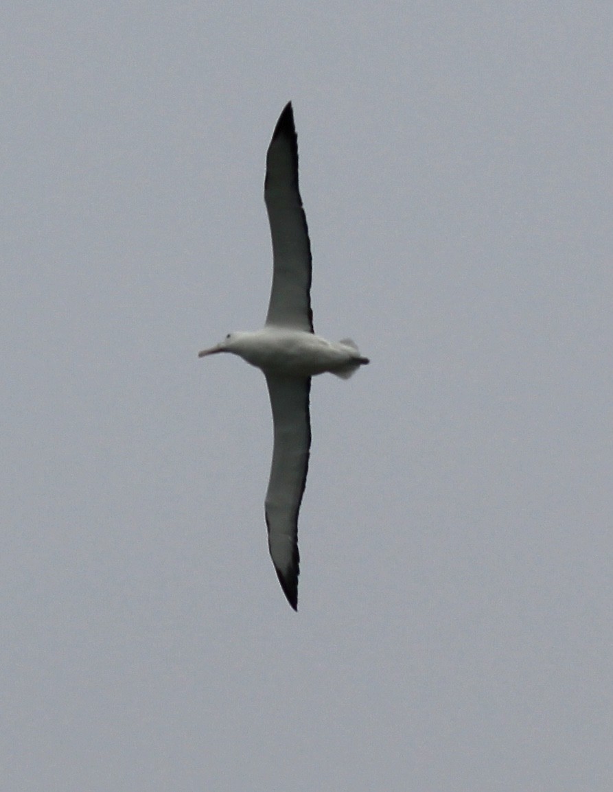 Southern Royal Albatross - ML641626022