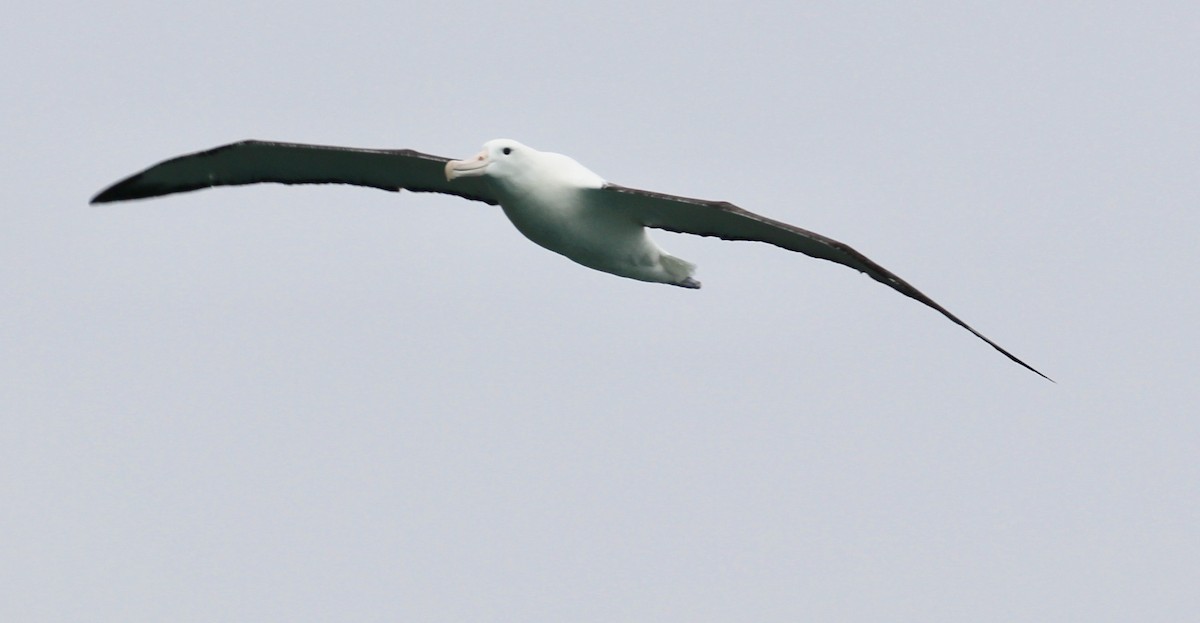Southern Royal Albatross - ML641626023