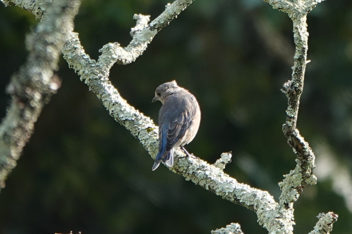 Eastern Bluebird - ML641626048