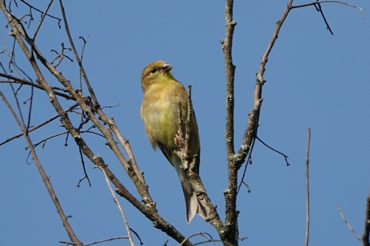 American Goldfinch - ML641626049