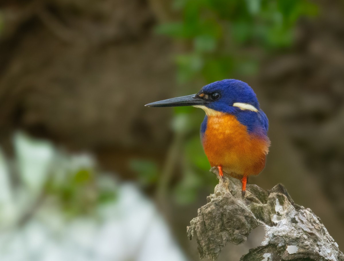Azure Kingfisher - ML641626065