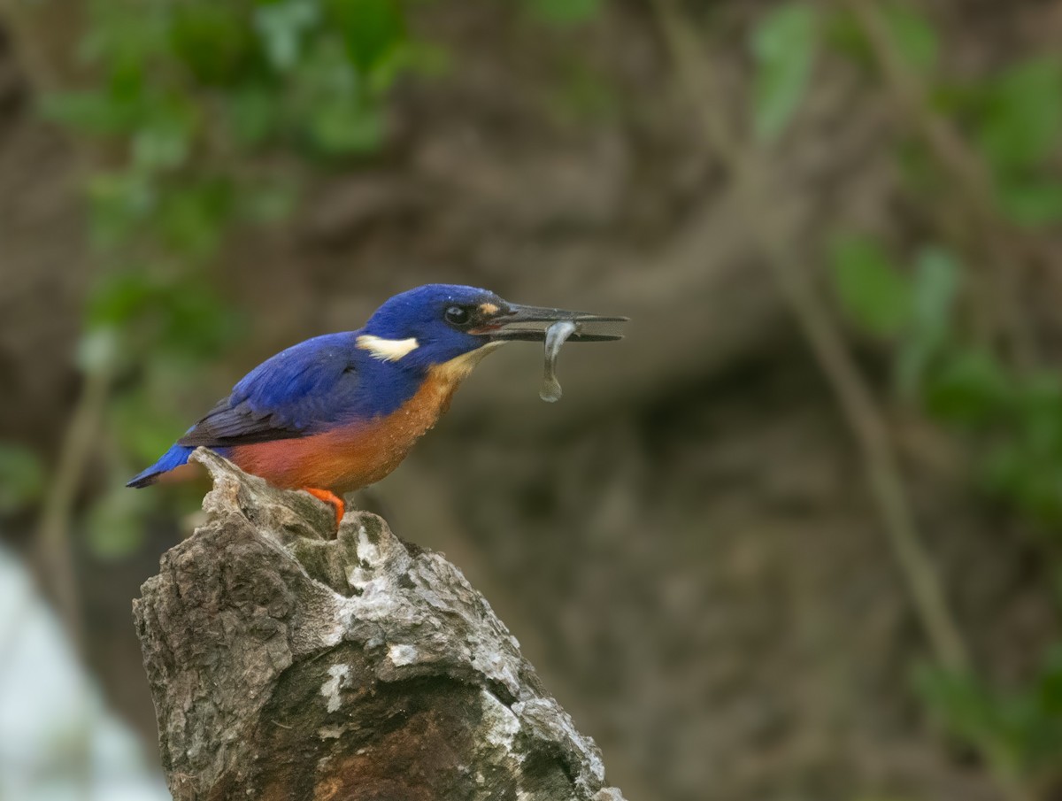 Azure Kingfisher - ML641626066