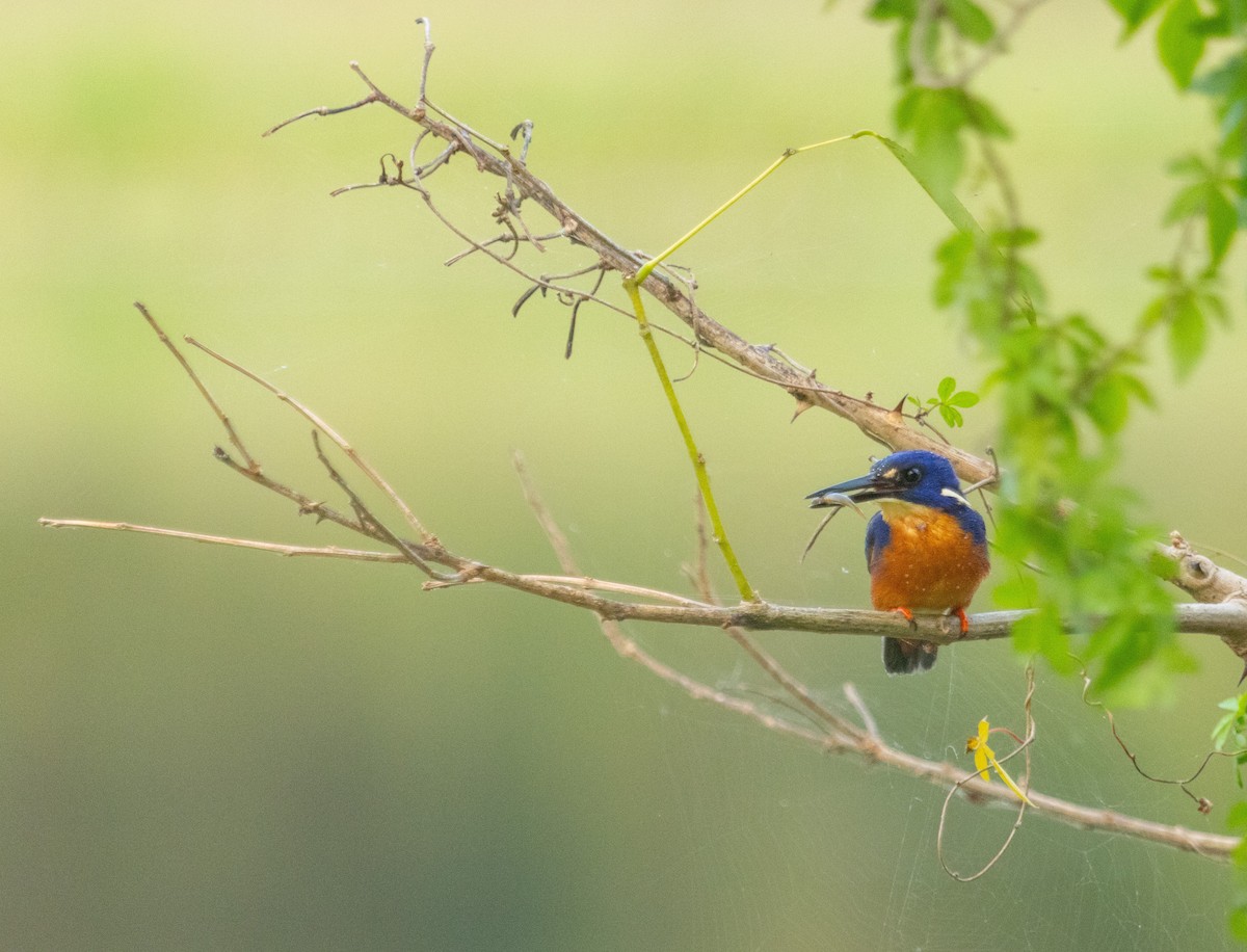 Azure Kingfisher - ML641626067