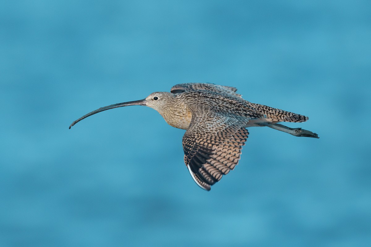 Long-billed Curlew - ML641626080