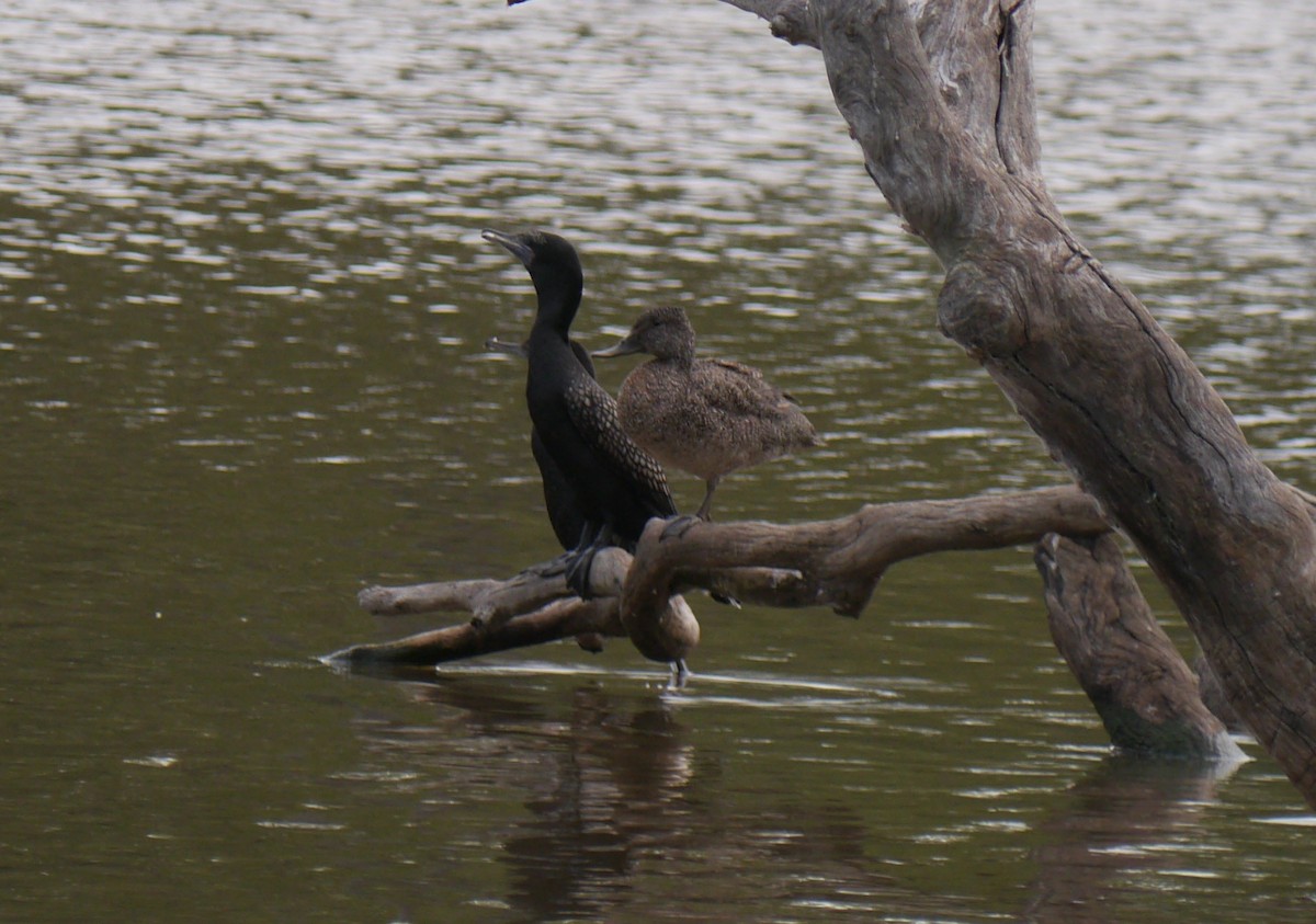 Freckled Duck - Frank Coman