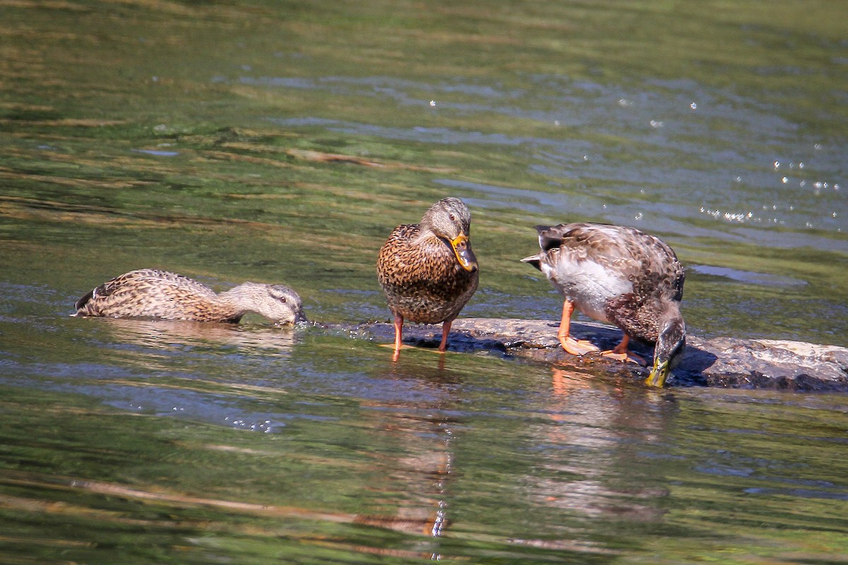 Mallard - ML641626152