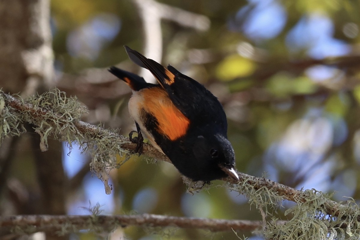 American Redstart - ML641626221