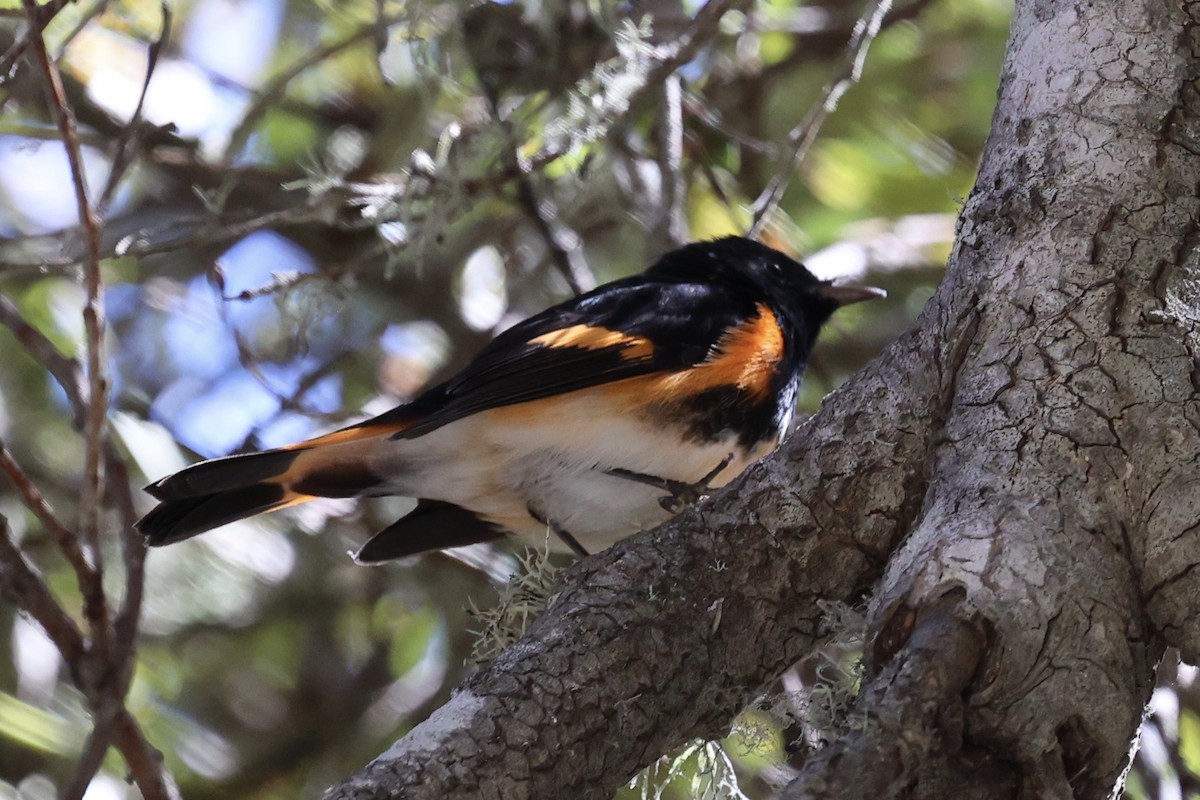 American Redstart - ML641626224