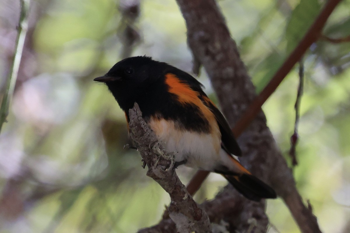American Redstart - ML641626225