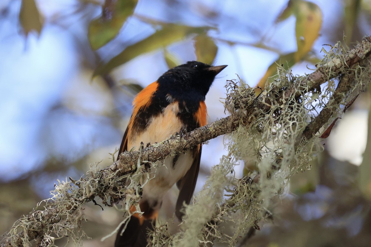 American Redstart - ML641626226