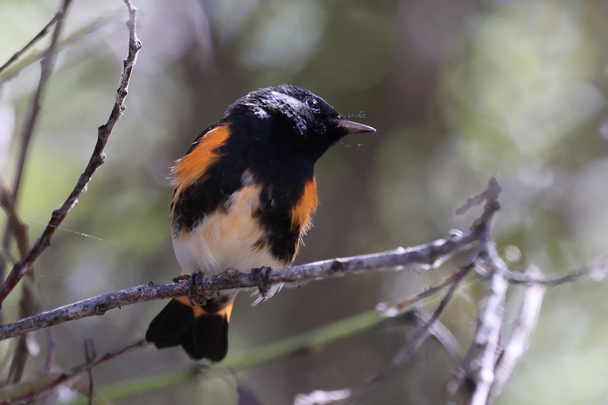 American Redstart - ML641626227