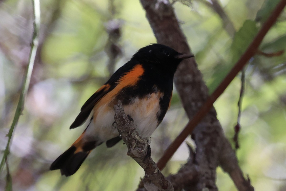 American Redstart - ML641626228