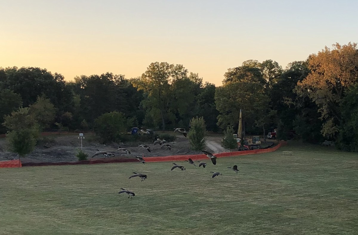 berneška velká - ML641626284