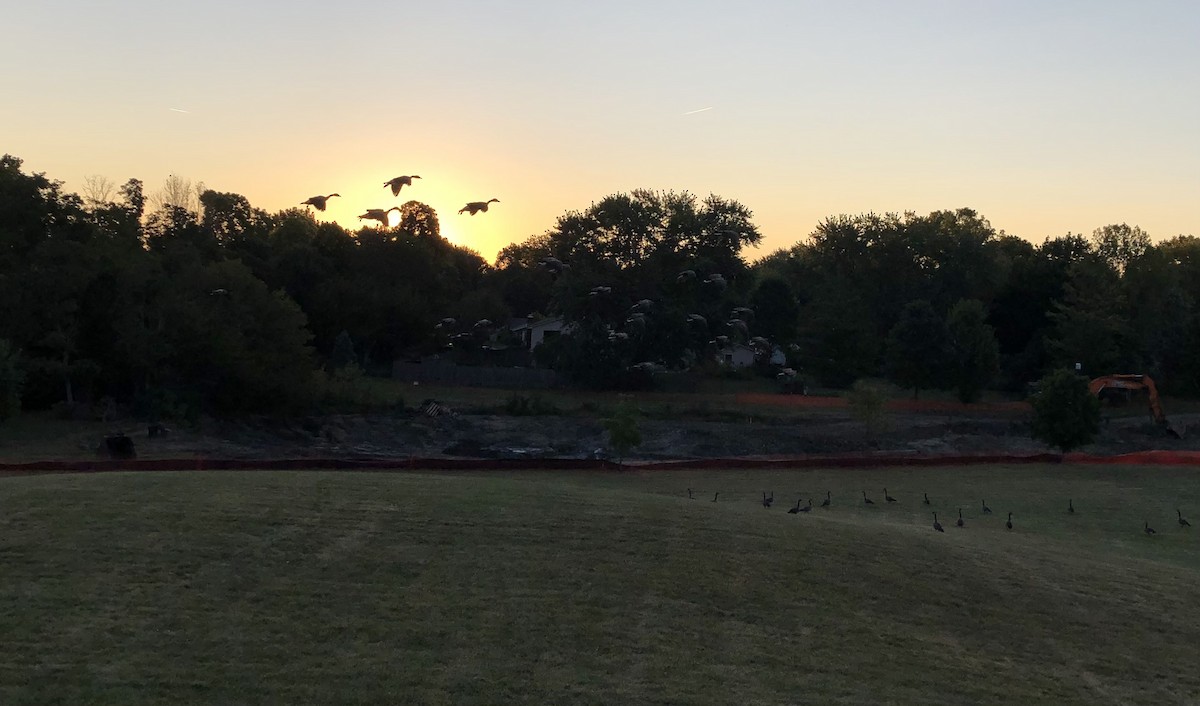 berneška velká - ML641626285