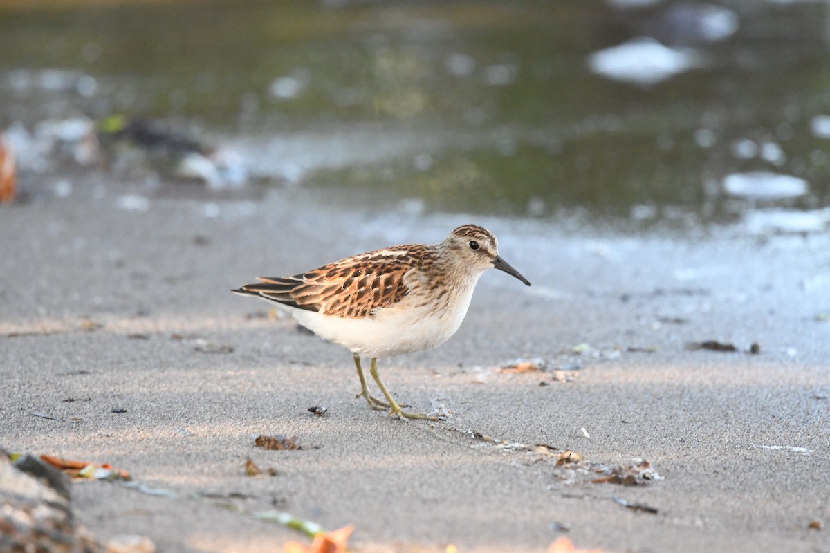 Least Sandpiper - ML641626302