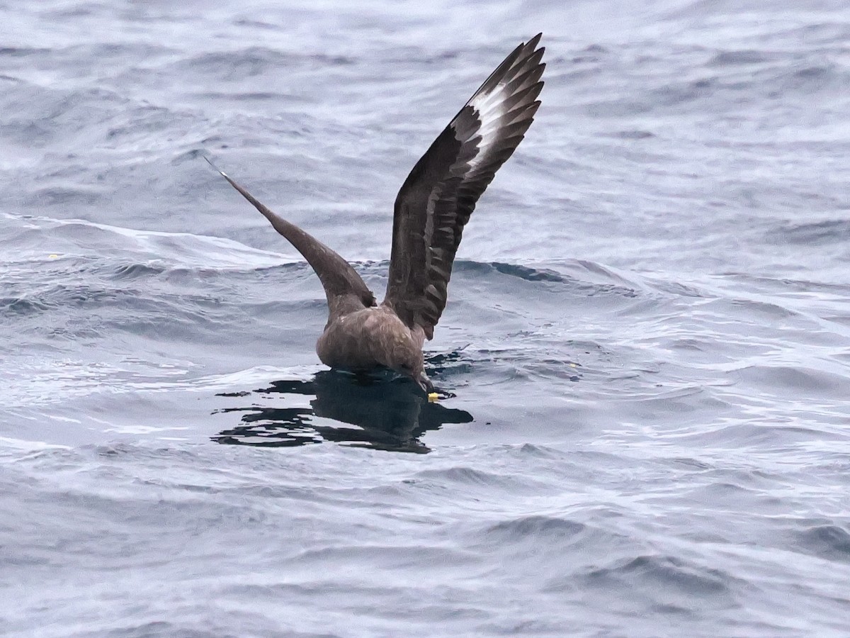 South Polar Skua - ML641626314