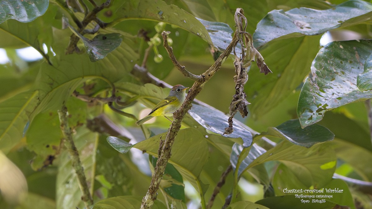 Chestnut-crowned Warbler - ML641626368