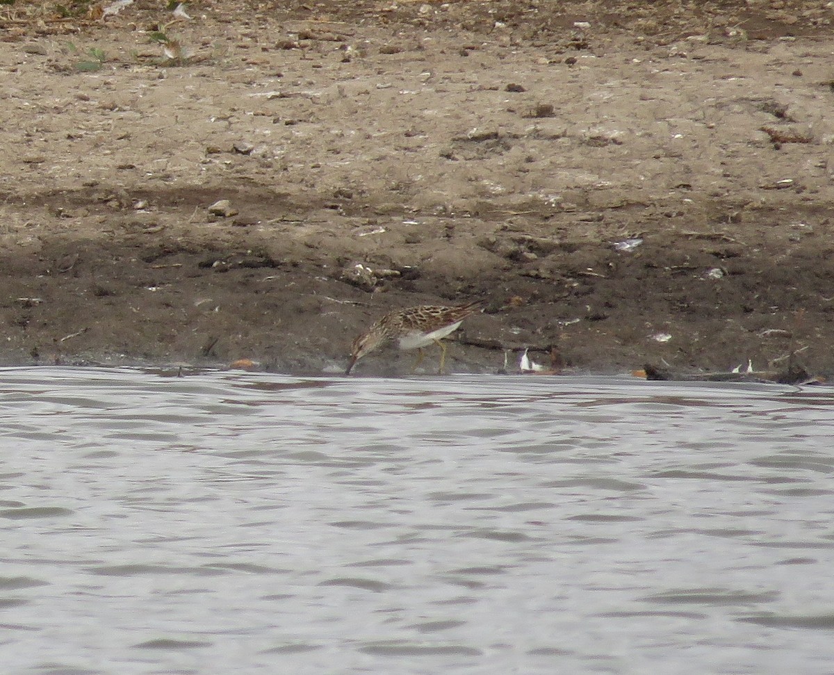 Орог элсэг - ML641626396