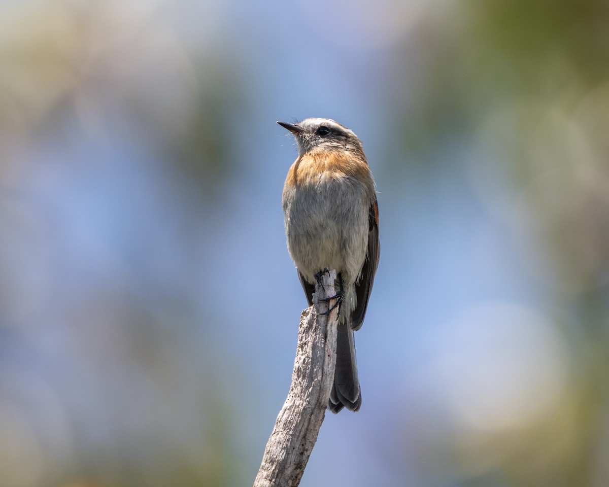 Rufous-breasted Chat-Tyrant - ML641626402