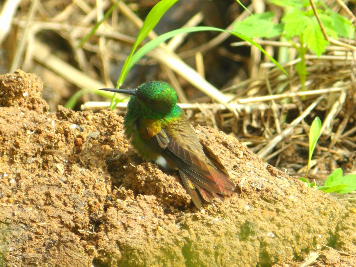 Snowy-bellied Hummingbird - ML641626482