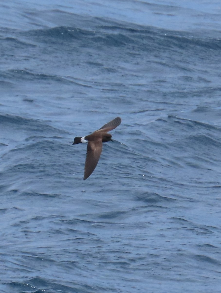 Band-rumped Storm-Petrel - ML641626527