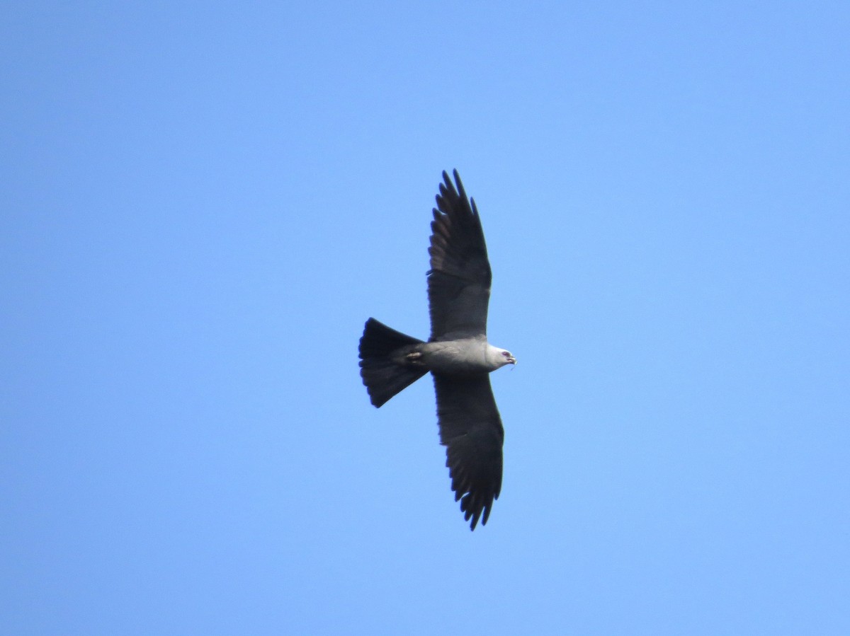 Mississippi Kite - ML641626651