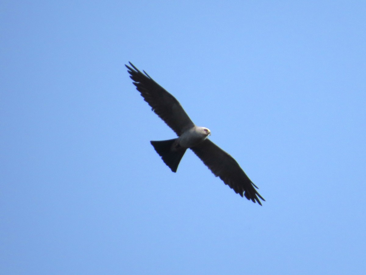 Mississippi Kite - ML641626655