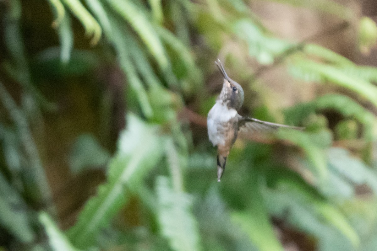 Volcano Hummingbird - ML641626683
