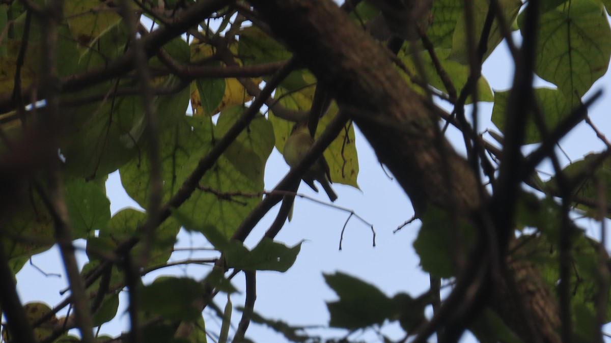 Yellow-bellied Flycatcher - ML641626742