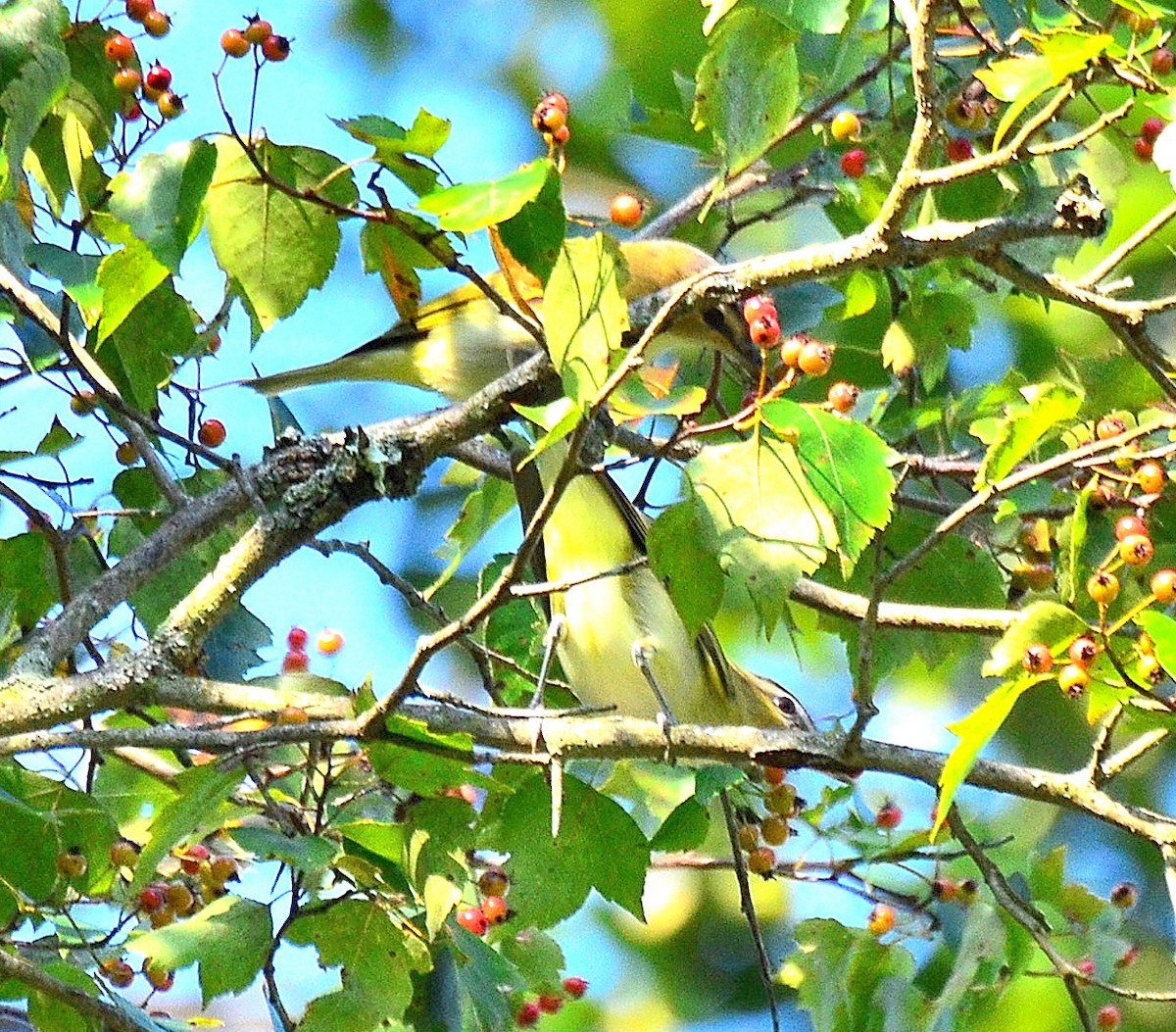 zelenáček červenooký - ML641626743