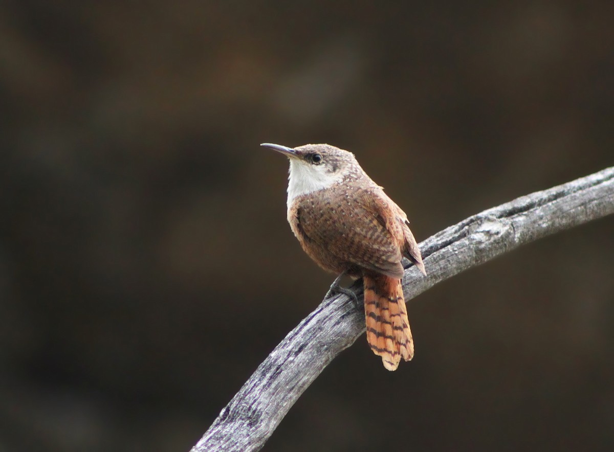 Canyon Wren - ML64162681