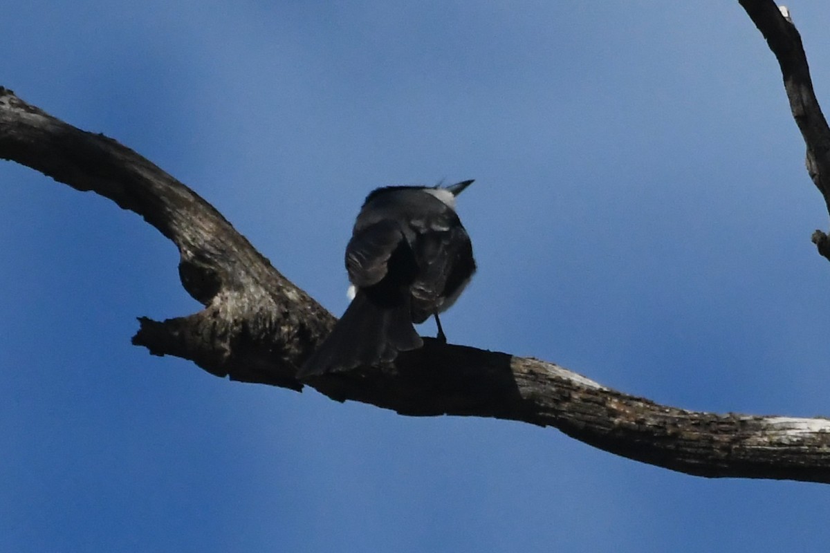 Restless Flycatcher - ML641626815