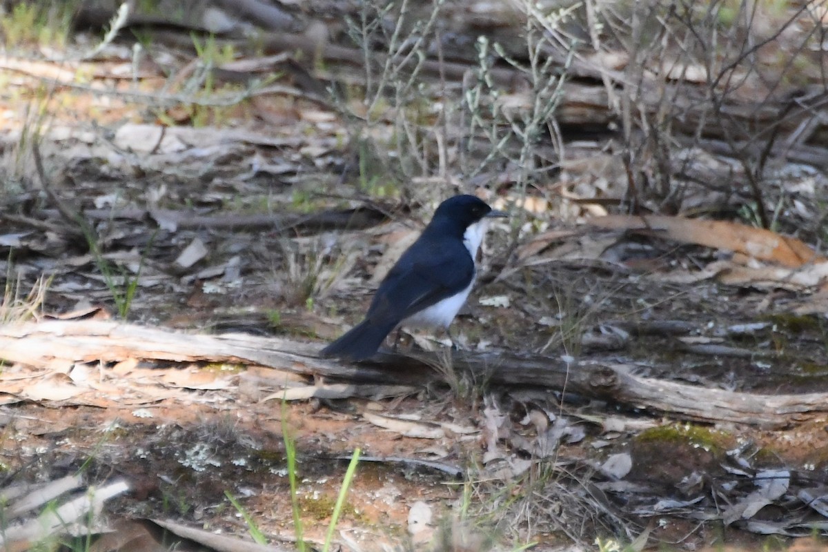 Restless Flycatcher - ML641626833