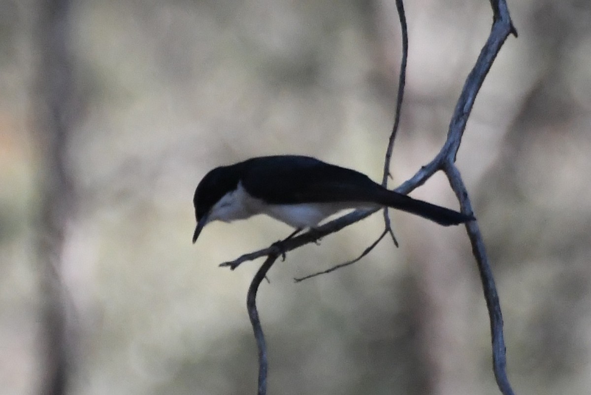 Restless Flycatcher - ML641626841