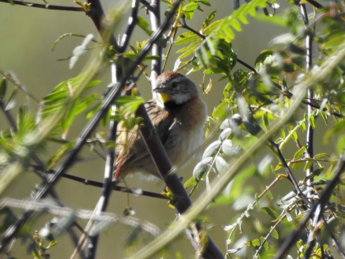 Chotoy Spinetail - ML641626856