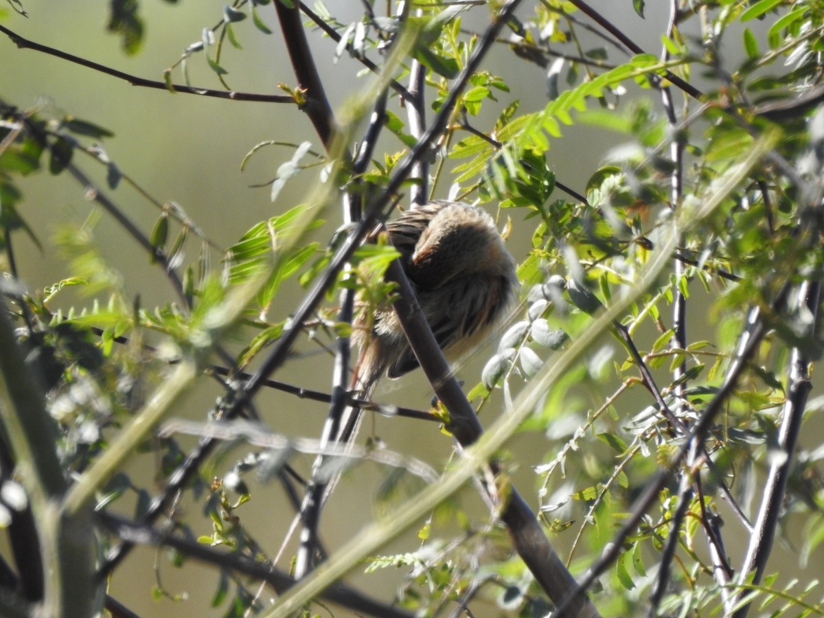 Chotoy Spinetail - ML641626857