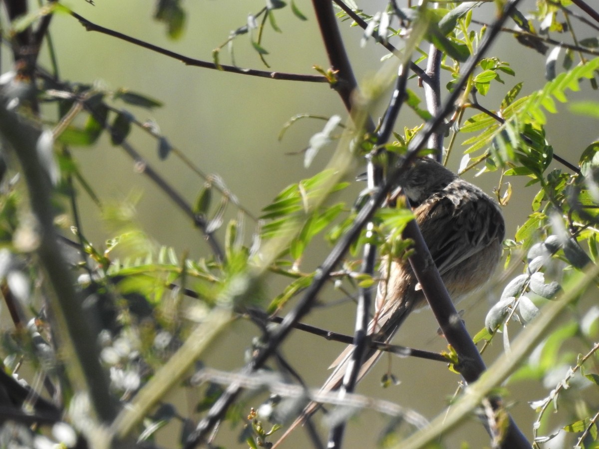Chotoy Spinetail - ML641626858