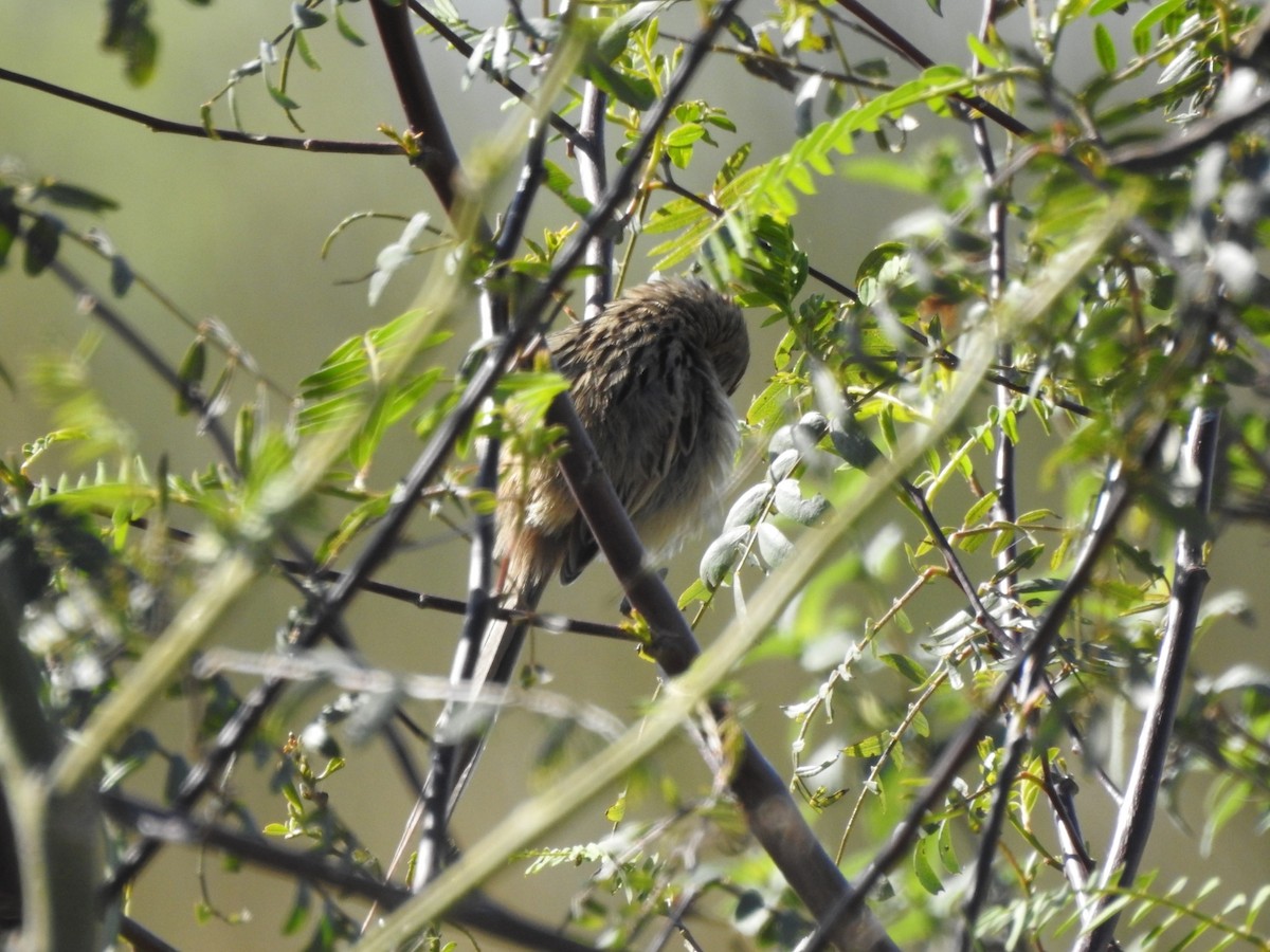 Chotoy Spinetail - ML641626859