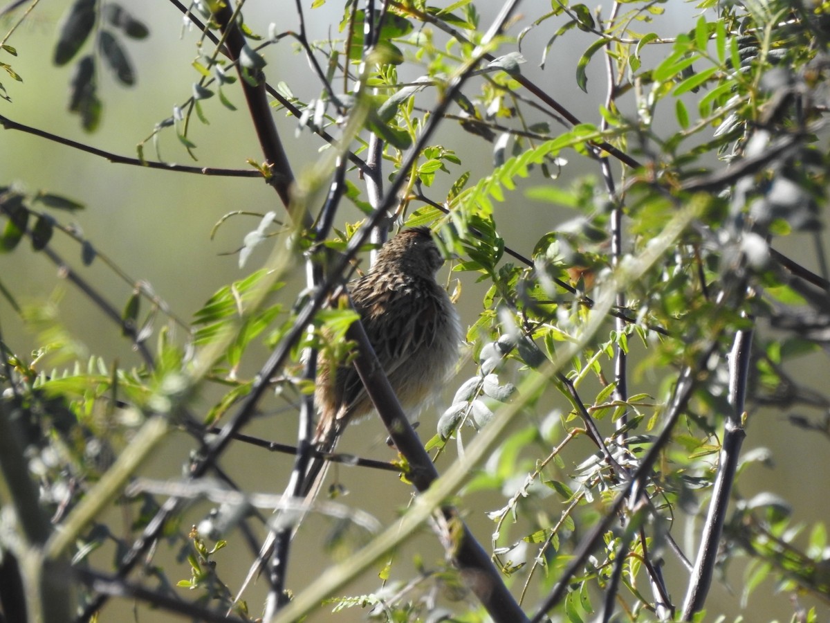 Chotoy Spinetail - ML641626860