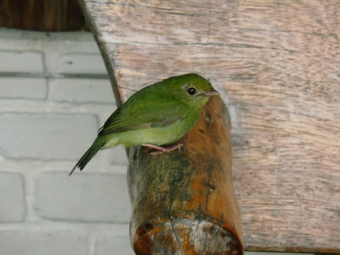 Swallow-tailed Manakin - ML641626866