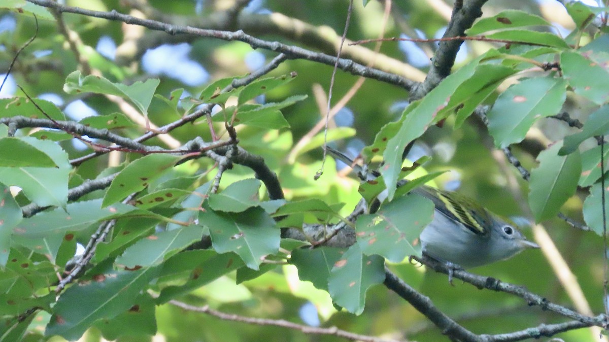 Chestnut-sided Warbler - ML641626878
