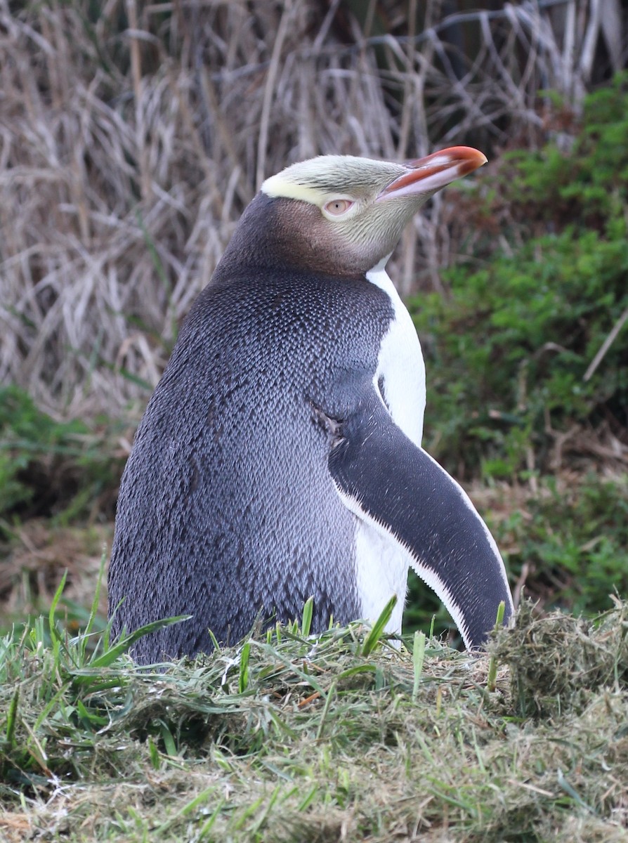 Yellow-eyed Penguin - ML641626905
