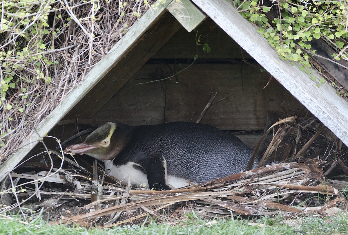 Yellow-eyed Penguin - ML641626907