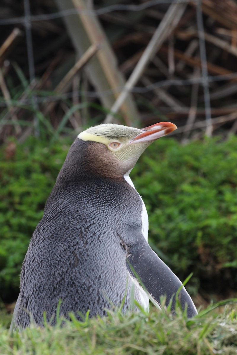 Yellow-eyed Penguin - ML641626908