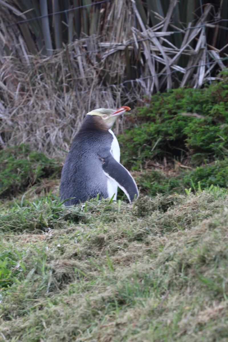 Yellow-eyed Penguin - ML641626909