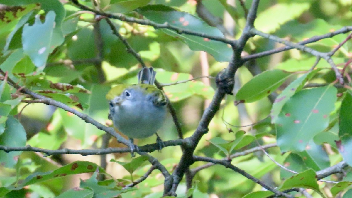 Chestnut-sided Warbler - ML641626919