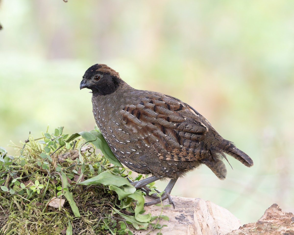 Black-fronted Wood-Quail - ML641626929