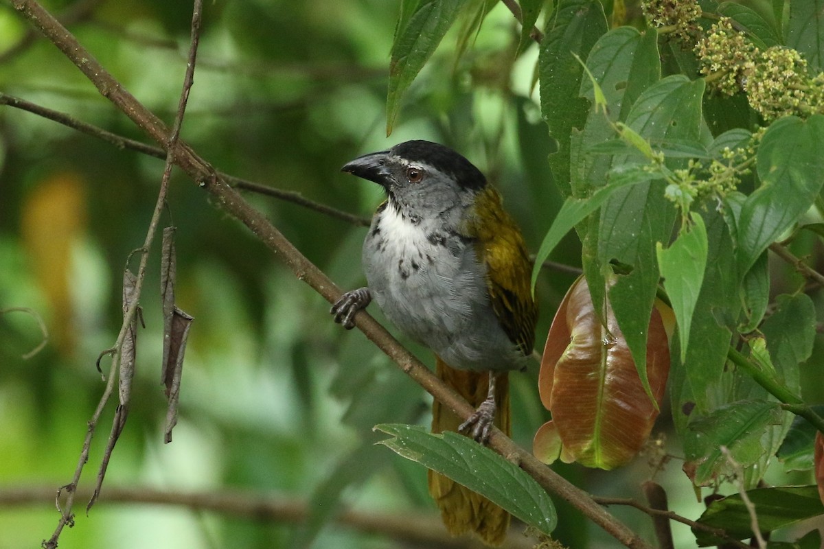 Pepitero Cabecinegro - ML641626950