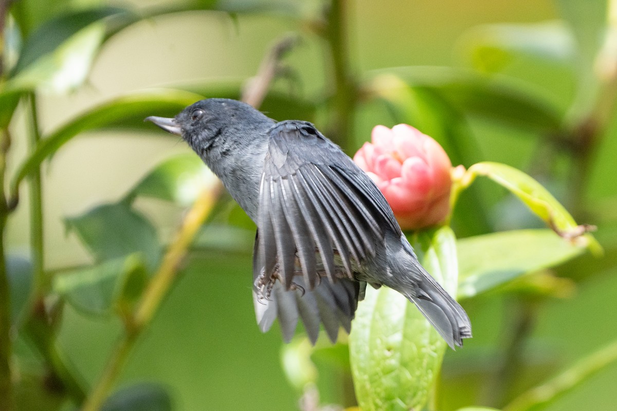 Slaty Flowerpiercer - ML641626958