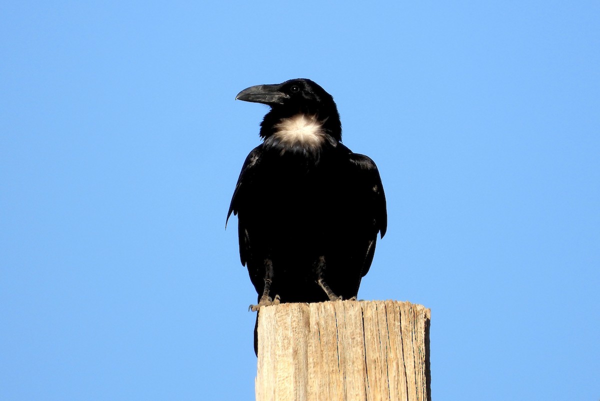 Chihuahuan Raven - ML641626960
